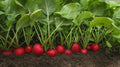 Rudolf Radish Seeds – 500+ Non-GMO Raphanus sativus for Garden & Container Planting, Fast Germination, USA Grown