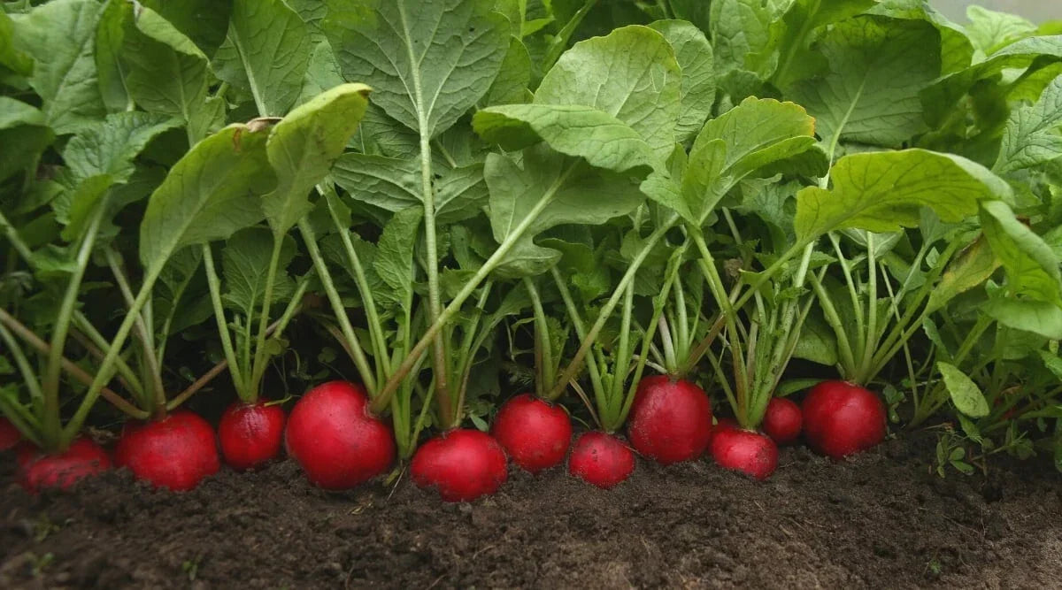 Rudolf Radish Seeds – 500+ Non-GMO Raphanus sativus for Garden & Container Planting, Fast Germination, USA Grown