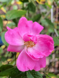 Nearly Thornless Rosa Tausendschon Rose Cuttings - 3 Pack, 6-8" Long, Fragrant Pink Blooms, Easy Care Garden Plant