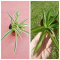 Set of 2 Spider Plants - Variegated & Solid Green Houseplants - Chlorophytum comosum Indoor Plants