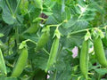 Sugar Daddy Snap Peas Seeds, Heirloom Variety, 500+ Seeds, Bush Growth, Pisum sativum, Perfect for Salads & Snacks