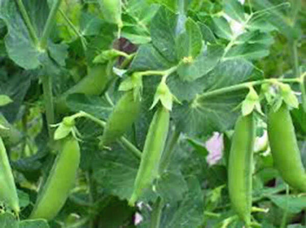 Sugar Daddy Snap Peas Seeds, Heirloom Variety, 500+ Seeds, Bush Growth, Pisum sativum, Perfect for Salads & Snacks