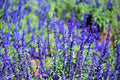 Blue Steel Sage Seeds, 50 Pack, Salvia officinalis, Ornamental Herb for Culinary Gardens