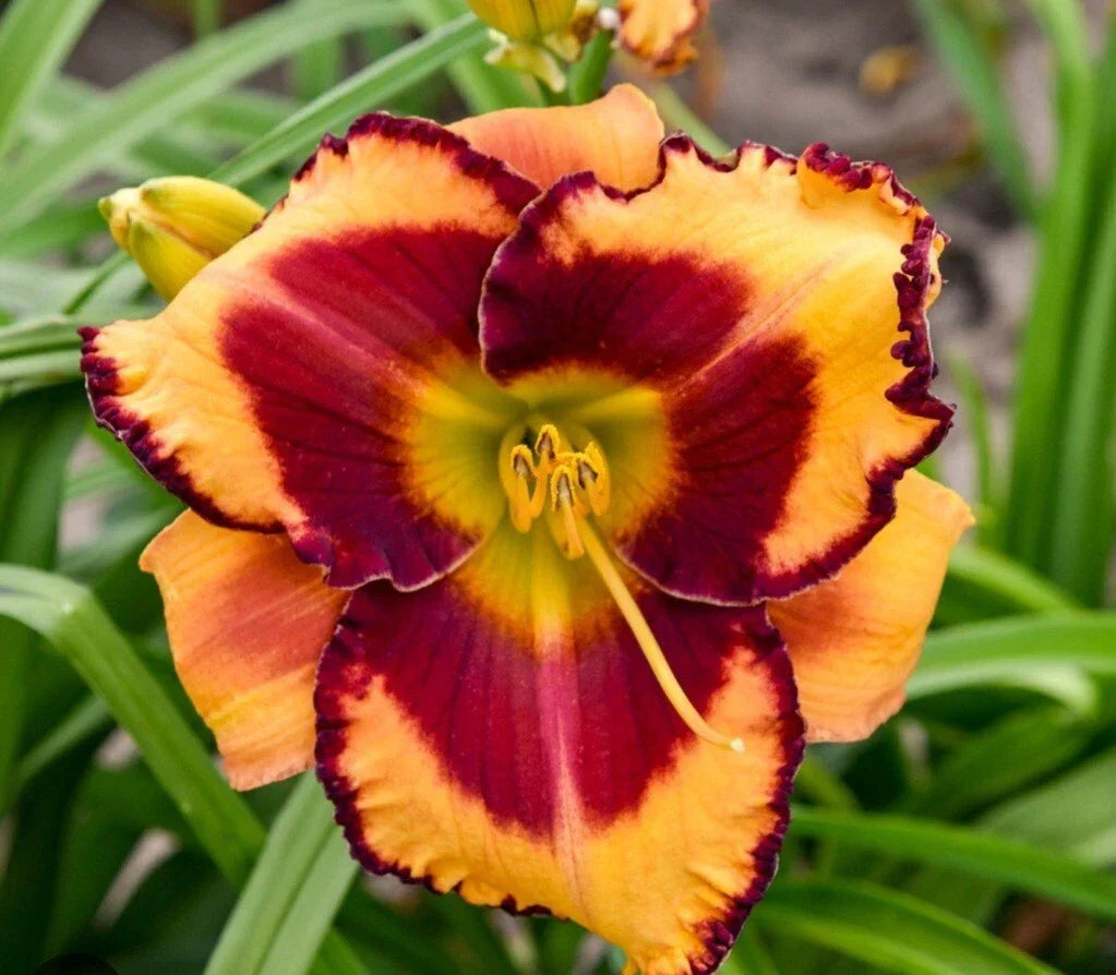 Daylily Plant - Fool Me Variety - Colorful Perennial Flower - Hemerocallis