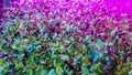 Alfalfa Microgreen Seeds 250 Pack Non-GMO Organic Medicago sativa for Healthy Microgreens