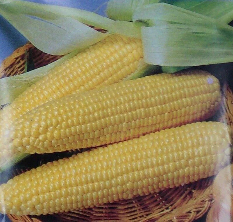 Iochief Yellow Corn Seeds - Non-GMO Heirloom Sweet Zea mays Vegetable Garden Pack of 25