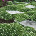 Irish Moss Seeds for Planting - 100g Ground Cover Sagina subulata for Landscaping and Pathways
