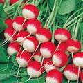 Radish Seeds - Sparkler Variety - Raphanus sativus - Bright Red, White Tips, Open-Pollinated, Non-GMO, for Spring & Fall Planting