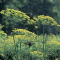 Mammoth Long Island Dill Seeds - Heirloom, NON-GMO, Leafy Foliage, Anethum graveolens for Culinary Gardens