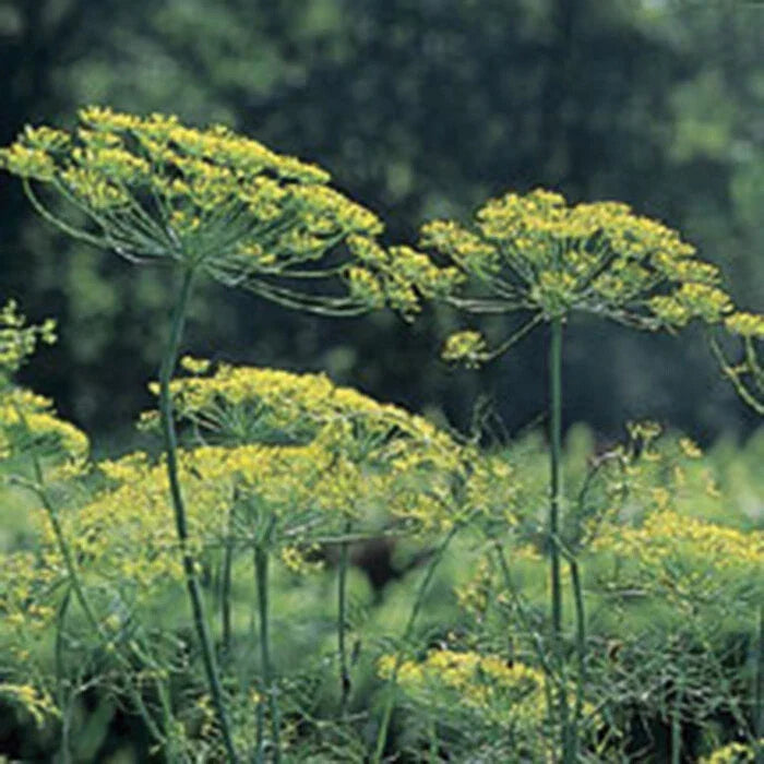 Mammoth Long Island Dill Seeds - Heirloom, NON-GMO, Leafy Foliage, Anethum graveolens for Culinary Gardens