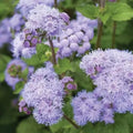 Blue Flossflower Seeds 50 Pack Ageratum houstonianum for Gardens & Borders, Vibrant Blue Flowers