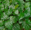 Natural Betel Leaves Stems 4"-6" Lotol Texas, LÃ¡ lá»‘t, Piper