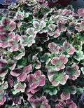 Coco Mint Clover Live Starter Plant - Bare Root Groundcover - Trifolium repens - Perennial, Low-Growing, Drought-Tolerant