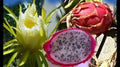 Pink Dragon Fruit Seeds - 200 Count Hylocereus undatus Non-GMO Organic Cactus Seeds for Home Garden and Container Planting