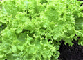 Endive Seeds Pack of 500+ Non-GMO Green Curled Ruffec Cichorium endivia Heirloom Vegetable Garden Seeds