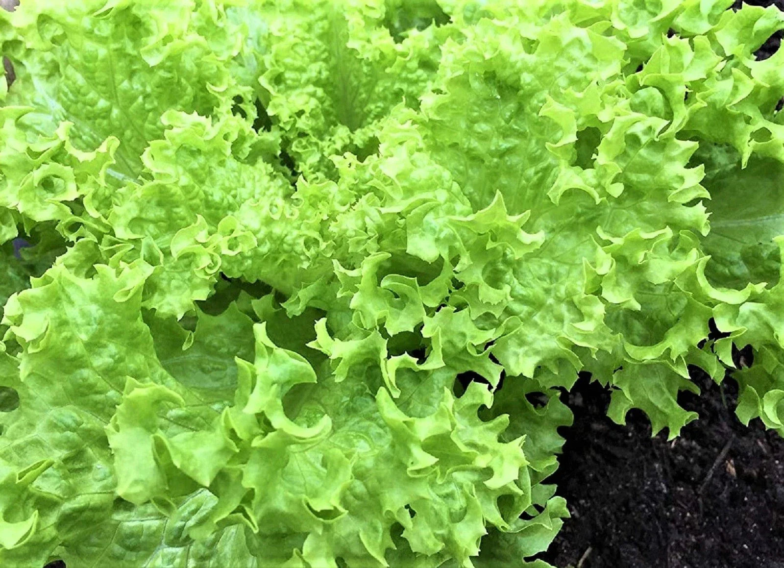Endive Seeds Pack of 500+ Non-GMO Green Curled Ruffec Cichorium endivia Heirloom Vegetable Garden Seeds