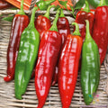 Big Jim Hot Pepper Seeds - 25+ Pack, Capsicum annuum, Spicy Garden Seeds for Home Growing, Non-GMO, USA Grown