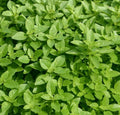 Spicy Globe Basil Seeds Pack | Culinary Herb Garden | Ocimum basilicum 'Spicy Globe' | Compact Annual Herb