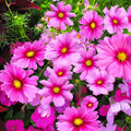 Cosmos Seeds - Pink Magenta Center Sensation - Gloria Variety - Annual Flower Seeds for Garden, Borders, Containers, Pollinator Attractant