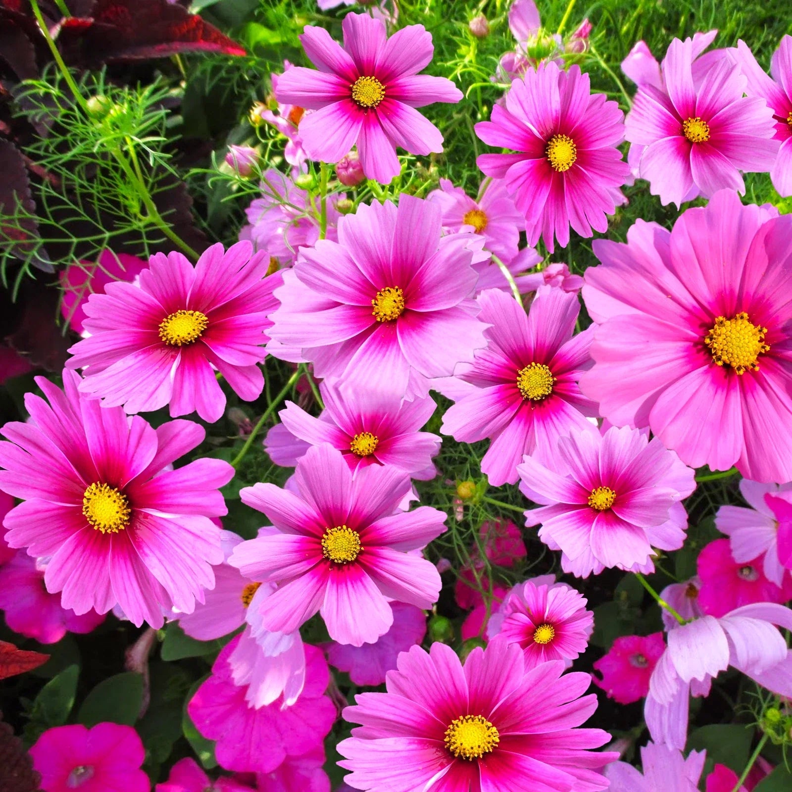 Cosmos Seeds - Pink Magenta Center Sensation - Gloria Variety - Annual Flower Seeds for Garden, Borders, Containers, Pollinator Attractant