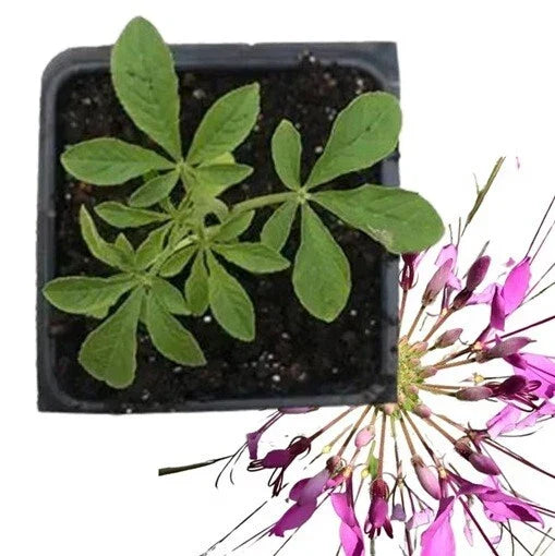 Live Pink Cleome Hassleriana Plant - Well-Rooted Purple Spider Flower for Gardens & Containers