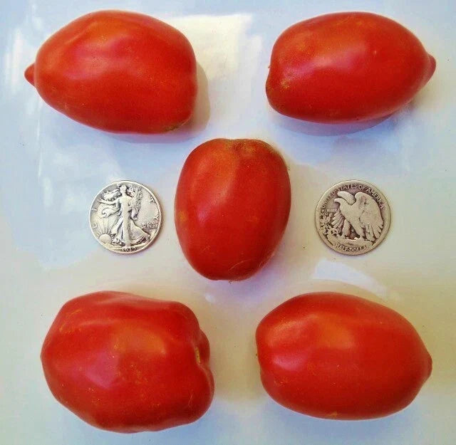 Amish Paste Tomato Seeds - Heirloom, Sauce & Canning, 25 Pack, Solanum lycopersicum, Disease-Resistant, Non-GMO