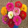 California Giant Zinnia Seeds - Bulk 270, Colorful Dahlia-Style Flowers, Zinnia elegans, Annual, Full Sun, Easy to Grow