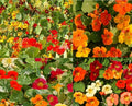 Dwarf Nasturtium Seeds Bulk 100 Non-GMO Edible Flowers Tropaeolum majus