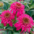 50 Raspberry Coneflower Seeds - Echinacea purpurea Perennial Flower, Vibrant Raspberry Pink Blooms, Attracts Pollinators