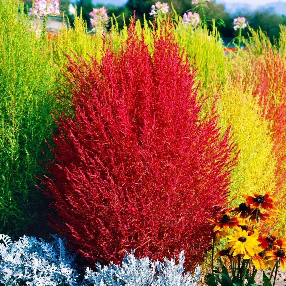 Red Cypress Burning Bush Seeds - Kochia Scoparia, Drought Tolerant, Summer Color, Easy to Grow, 50 Seeds
