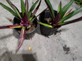 Multicolor Tradescantia Spathacea Plant - Dwarf Oyster Plant Indoor Houseplant - Moses in The Cradle, Variegated Foliage