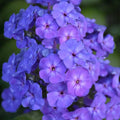 Beauty Blue Phlox Seeds - 100+ Blue Flowers for Garden, Borders, and Containers - Phlox paniculata