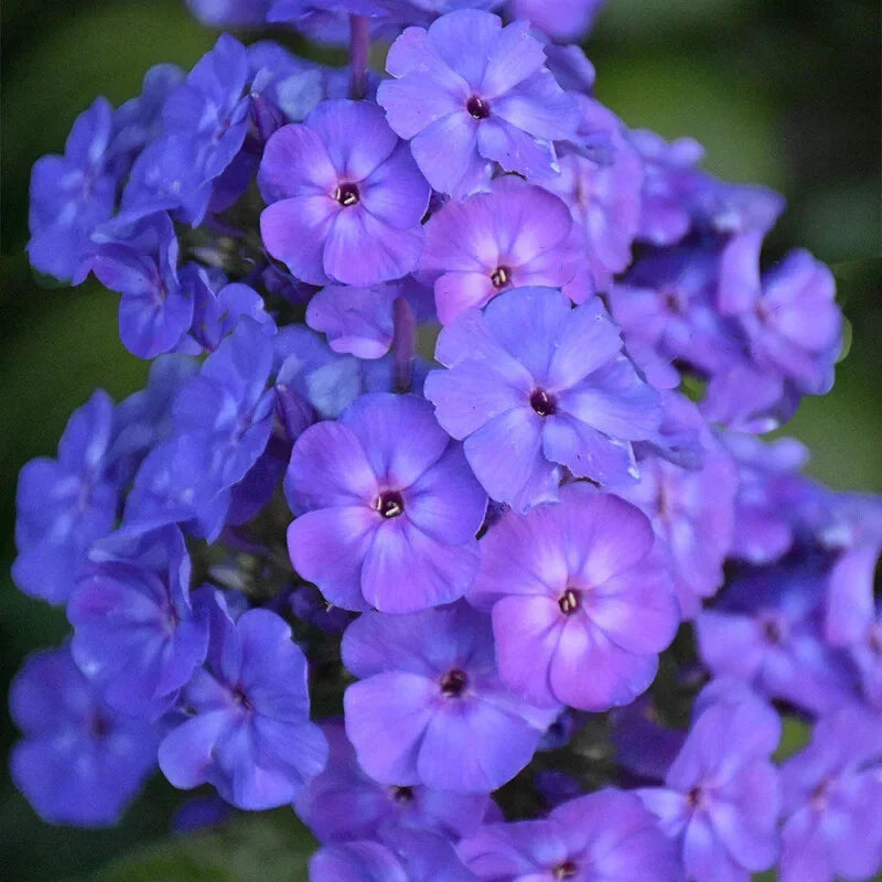 Beauty Blue Phlox Seeds - 100+ Blue Flowers for Garden, Borders, and Containers - Phlox paniculata