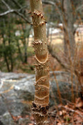 Devil's Walking Stick Seeds - 30 Pack, Aralia spinosa, Hardy Perennial Plant, Native American Medicinal Herb, Ornamental Shrub