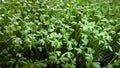 Curly Garden Cress Seeds Pack | Organic Lepidium sativum Herb for Indoor & Outdoor Gardening | 200-6400 Seeds