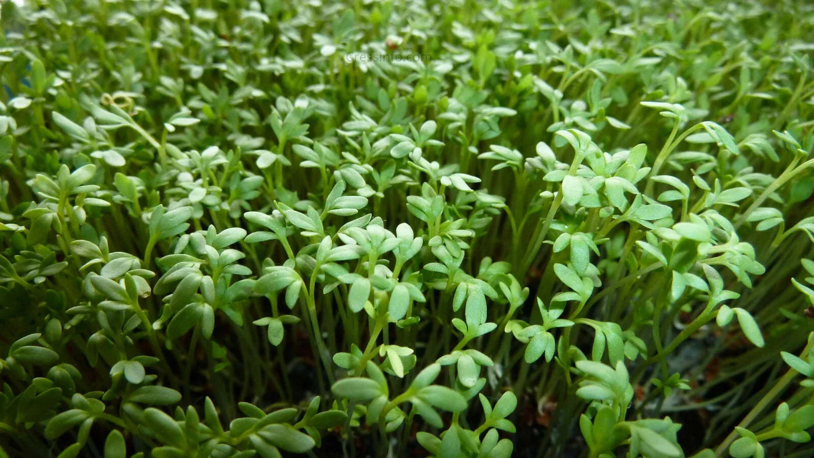 Curly Garden Cress Seeds Pack | Organic Lepidium sativum Herb for Indoor & Outdoor Gardening | 200-6400 Seeds