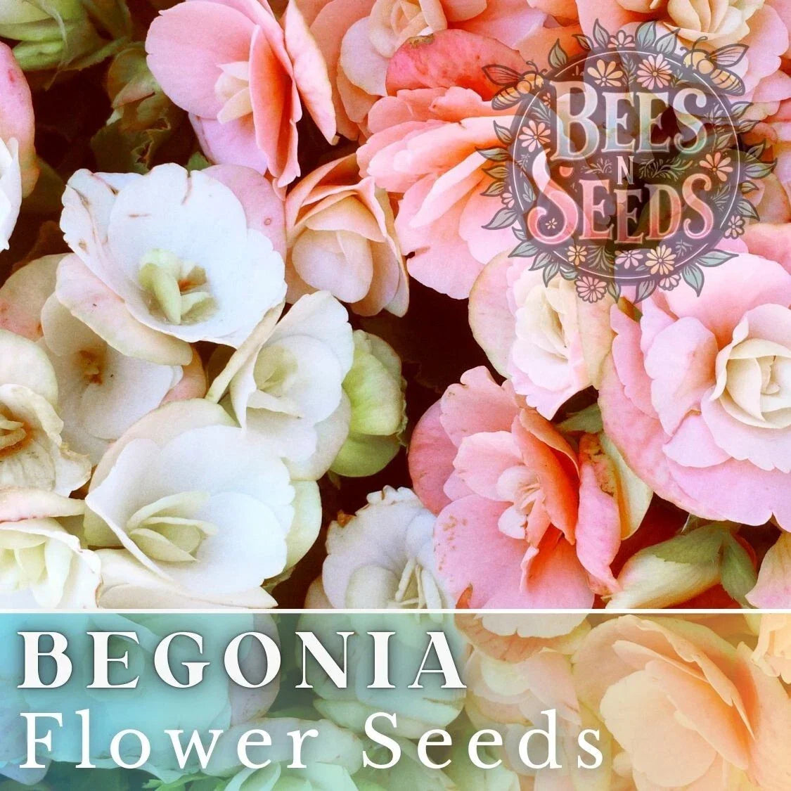 Begonia Seeds - Blush Bouquet Mix, Non-GMO Flower Seeds for Gardens & Containers, Begonia semperflorens, 45 or 125 Seeds