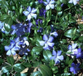 Creeping Myrtle Ground Cover Plants 25 Bare Root Vinca Minor Live Periwinkle Low Maintenance Green Foliage