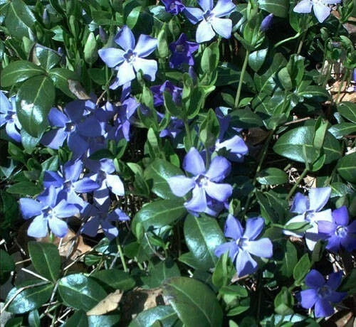 Creeping Myrtle Ground Cover Plants 25 Bare Root Vinca Minor Live Periwinkle Low Maintenance Green Foliage