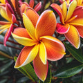 Bright Orange Plumeria Seeds – Hawaiian Flower Seeds – Perennial Tropical Plants – Plumeria rubra (5 Pack)