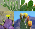 Prickly Pear Cactus Seeds Mix - 50+ Varieties - Colorful Opuntia spp. for Drought-Tolerant Gardens and Xeriscapes
