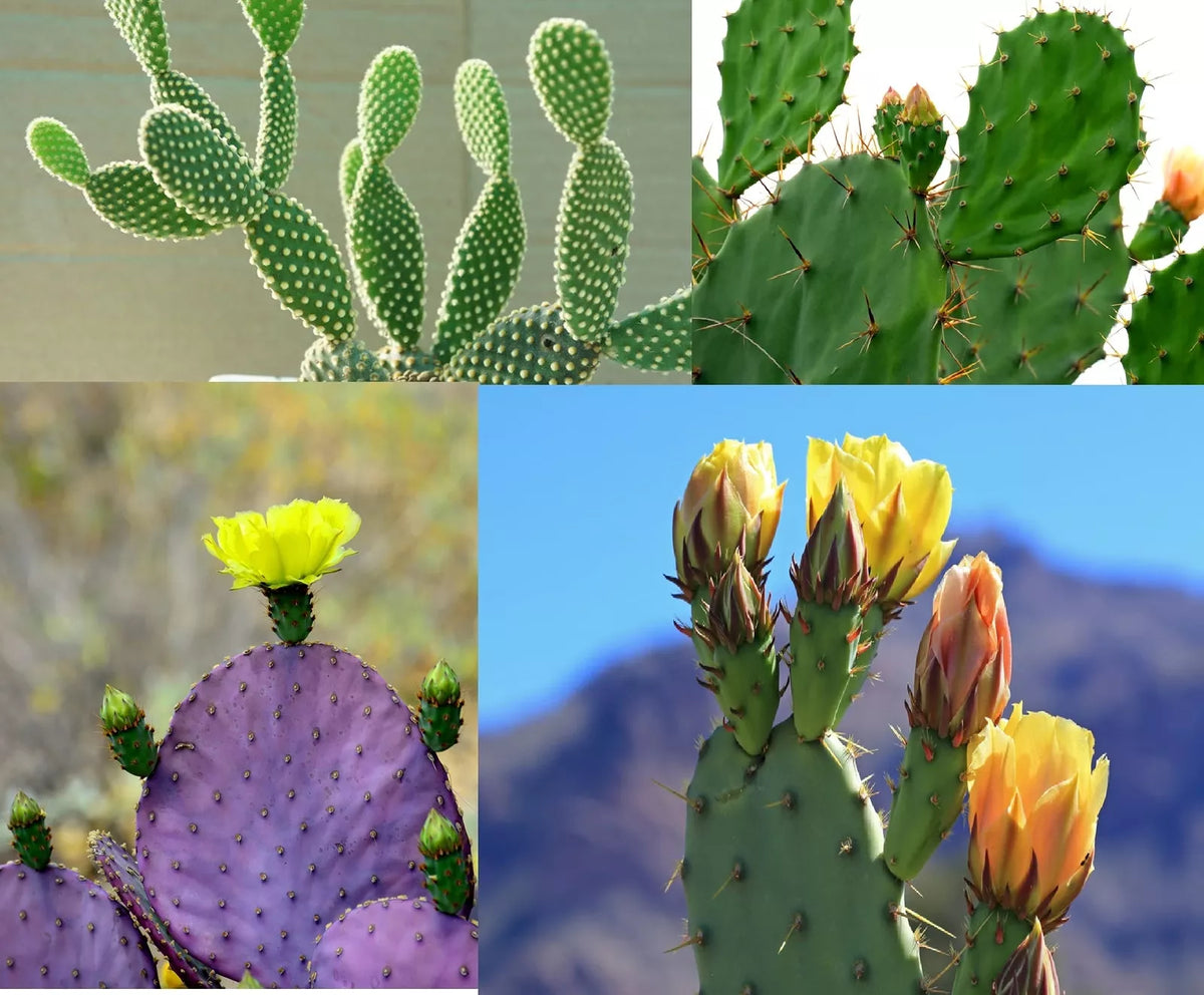 Prickly Pear Cactus Seeds Mix - 50+ Varieties - Colorful Opuntia spp. for Drought-Tolerant Gardens and Xeriscapes