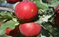 Novaspy Apple Seeds, Garden Planting, Malus domestica, Heirloom Variety, USA, Fruit Tree Seeds, Easy to Grow, Home Orchard