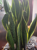 Variegated Snake Plant in 6" Pot | Sansevieria laurentii | Live Indoor Air-Purifying Succulent