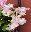 Thanksgiving/Christmas Cactus Cuttings - 3 Unrooted White Schlumbergera Truncata for Indoor Gardening, Holiday Blooms