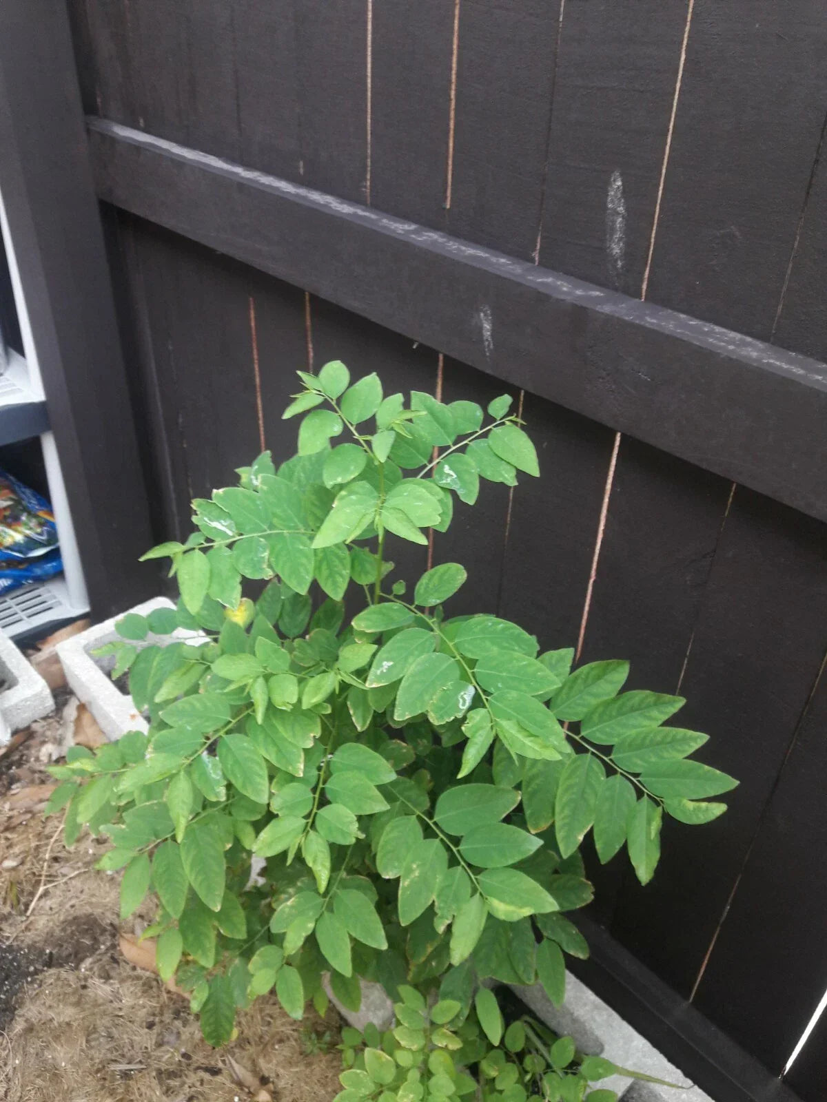 Katuk Cuttings - 8 Sweet Leaf Sauropus androgynus, Nutty Flavor, 5-Inch Fresh Plant Propagation Material