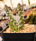 Austrocylindropuntia Verschaffeltii Cactus Succulent Plant - 2 Inch Potted Drought-Tolerant Indoor or Garden Decor