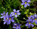 Western Blue-Eyed Grass Seeds, Perennial, Vibrant Blue Flowers, Sisyrinchium bellum, 100 Seeds