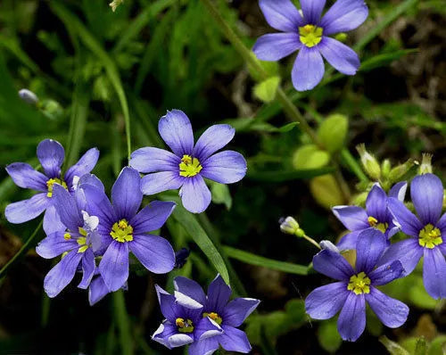Western Blue-Eyed Grass Seeds, Perennial, Vibrant Blue Flowers, Sisyrinchium bellum, 100 Seeds