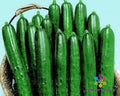 Summer Dance Cucumber Seeds - 25+ Pack, Cucumis sativus, Heirloom, Non-GMO, Garden Planting, Vining, Full Sun, USA Grown
